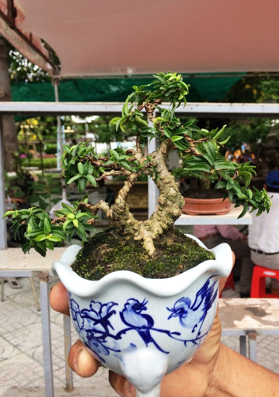 Ngắm những cây kiểng có dáng độc, lạ nhất nhì miền Tây - 12 Một cay bonsai siêu mini, chiều cao của thân cây này chỉ từ 5-10cm.
