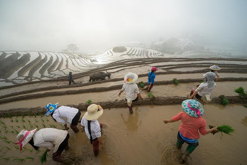 Vẻ đẹp ruộng bậc thang Lào Cai mùa nước đổ - 9
