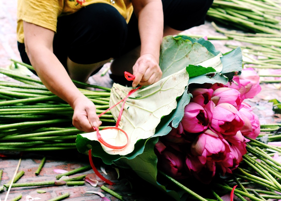 Kiếm tiền triệu mỗi ngày nhờ trồng sen Hồ Tây - 5
Tuy nhiên, số lượng bán cũng hạn chế vì hầu như đã có khách đặt trước. Mỗi ngày, chủ đầm sen bán được khoảng 500 bông.