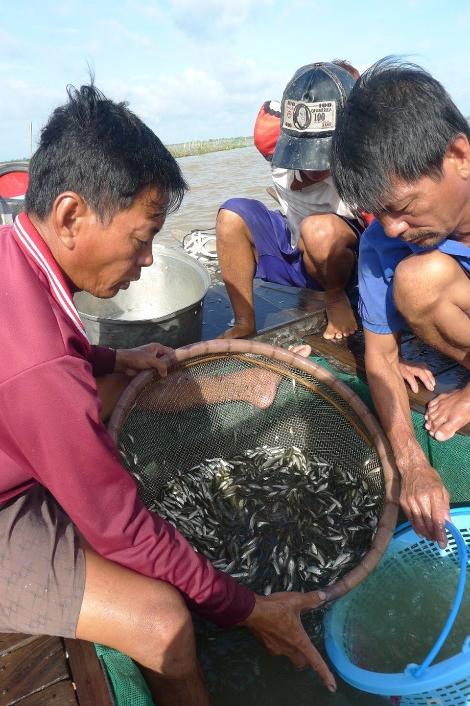 Chộn rộn chợ cá đồng... mùa nước nổi - 8 Trung bình mỗi buổi chợ, một thương lái mua trên dưới 1 tấn cá linh non