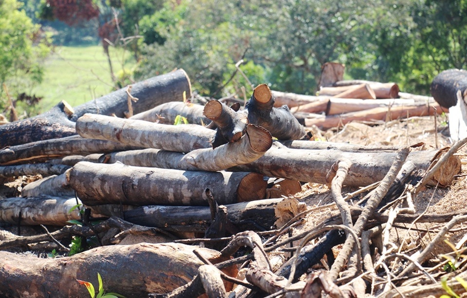 Vụ 43 ha rừng bị xóa sổ: Rất vô lý khi chặt cây to để trồng cây nhỏ - 3
Nhiều cây gỗ bị chặt hạ chưa được vận chuyển đi