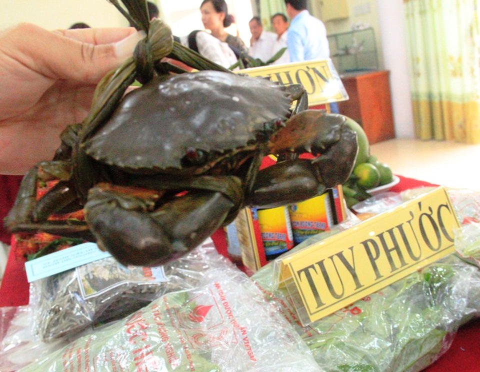 Cua càng xanh phát triển tốt ở vùng Tuy Phước