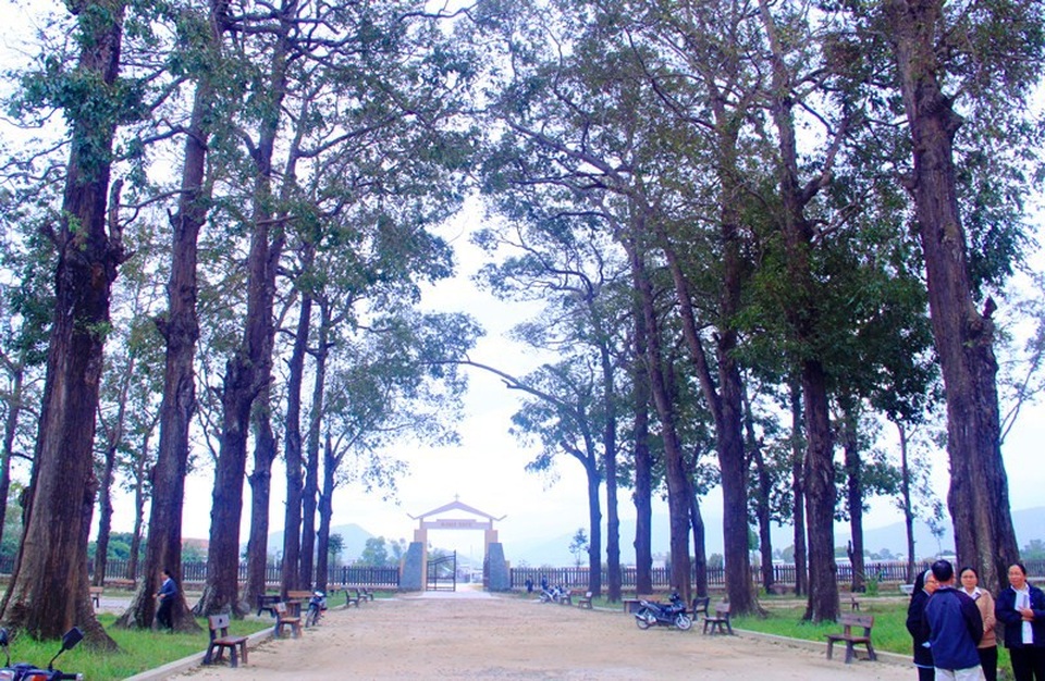 Tiểu chủng viện cổ kính bậc nhất Bình Định yên bình đón Noel - 8 Hàng sao hơn 200 năm tuổi cổ thụ trước khuôn viên đường vào Chủng viện càng làm nên nét cổ kính cho Nhà thờ Làng Sông.