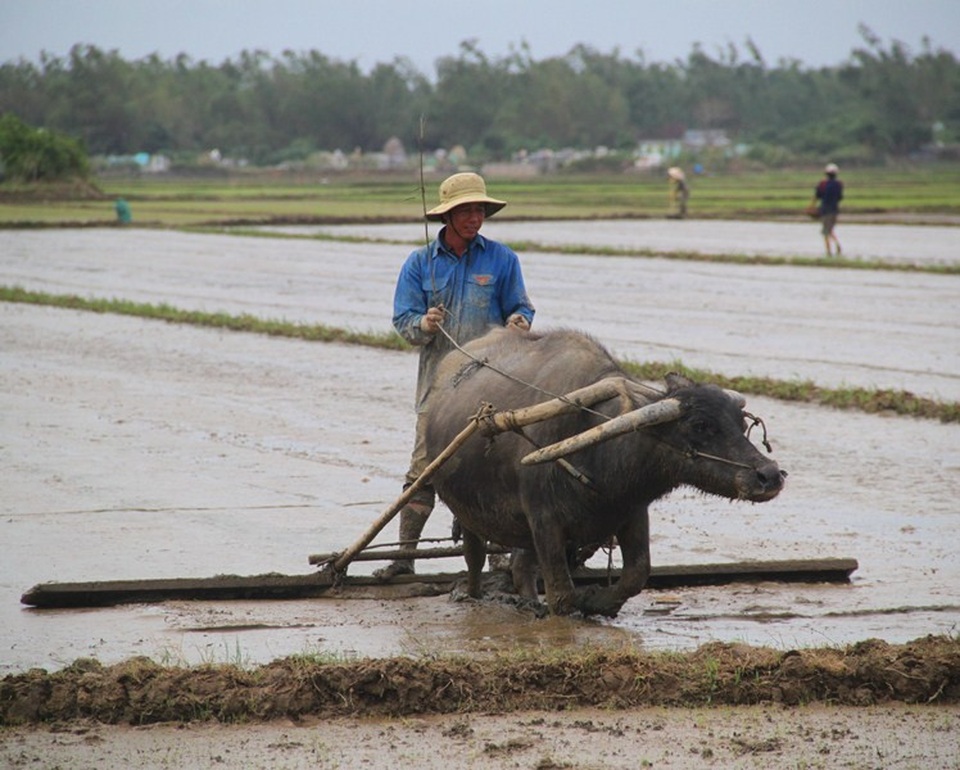 Hàng chục hecta lúa mới gieo sạ bị thối vì ngập lụt - 4
Nhiều hộ dân lúa bị thối phải bừa lại đất để gieo sạ lần 2