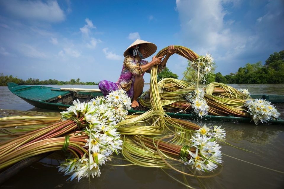 Những hình ảnh xuất sắc của nhiếp ảnh gia Việt đăng trên National Geographic - 6
Trong mùa nước nổi ở đồng bằng sông Cửu Long hàng năm từ tháng 8 đến tháng 11, hoa súng dại phát triển ở mọi nơi, cả trong những ruộng lúa ngập nước. Hoa súng trở thành một món ăn truyền thống cho những người sống trong khu vực này, để chế biến thành các món ăn đặc biệt như salad, canh chua cá... (Click vào đây để xem ảnh kích thước lớn)