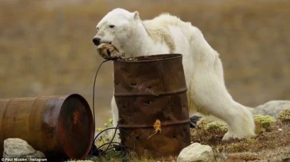 Nhiếp ảnh gia Paul Nicklen cho biết anh ghi lại thời khắc hấp hối của gấu trắng bởi anh không muốn cái chết của nó trở thành vô nghĩa.