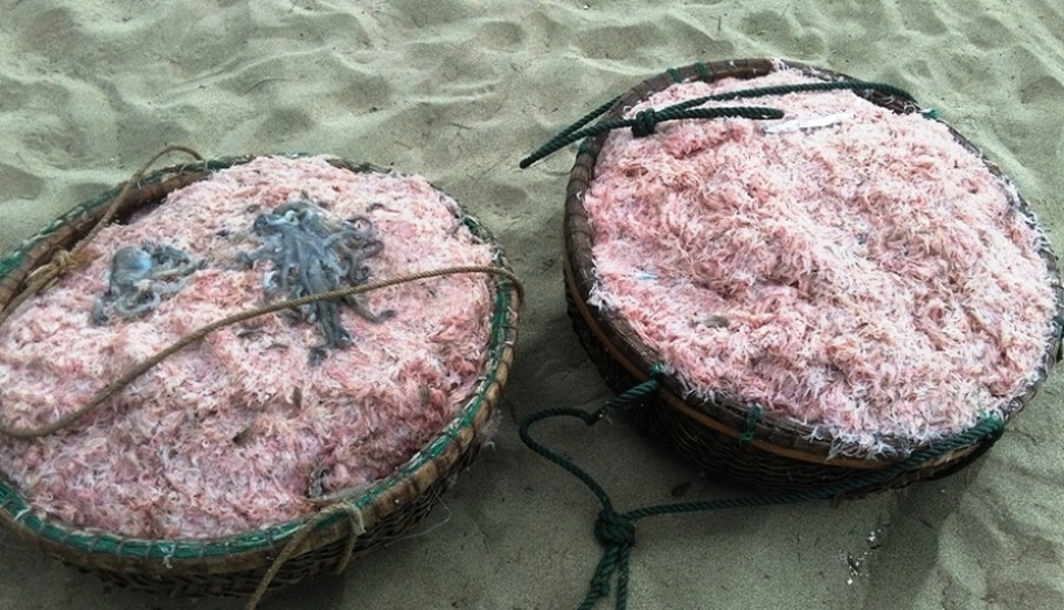 Trúng lớn mùa cá khoai đầu năm, ngư dân “hái” bạc triệu mỗi ngày - 7 Những thúng ruốc đầy ắp, hứa hẹn một mùa bội thu