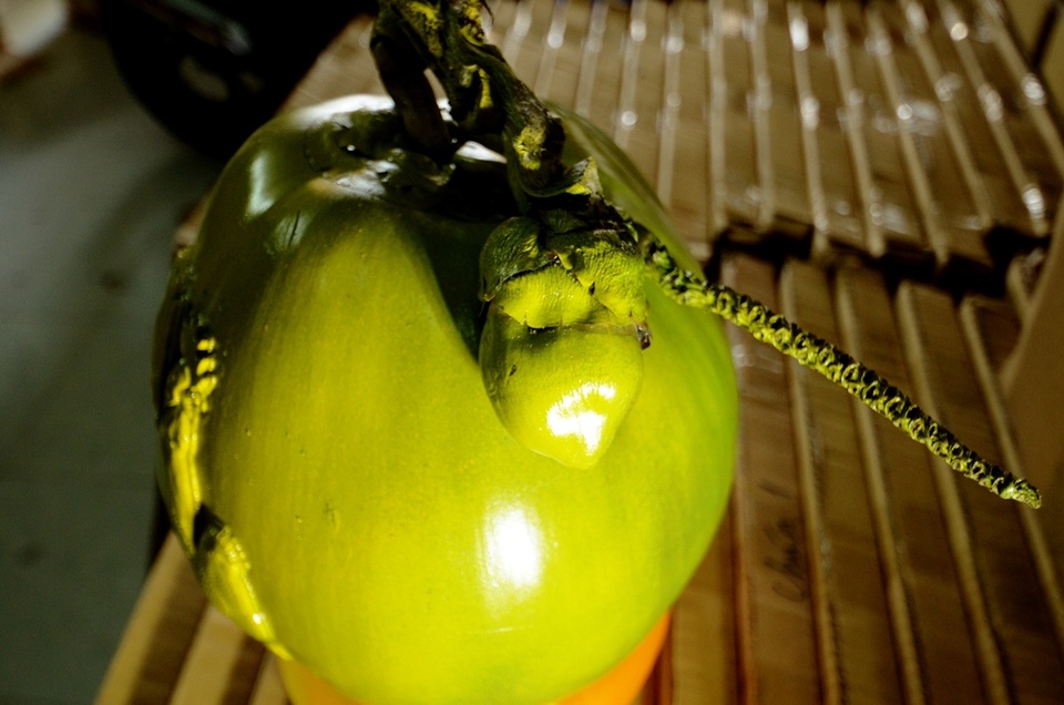 Đặc biệt, dừa in nổi hình gà thường là quả có đậu quả non trên cuống. Việc quả có in linh vật năm Dậu đứng trên đống vàng và cuốn có cả biểu tượng cho sự sinh sôi nảy nở, sum vầy, sung túc thì sự kết hợp này mang đến cho gia chủ niềm tin năm mới hạnh phúc tràn đầy.