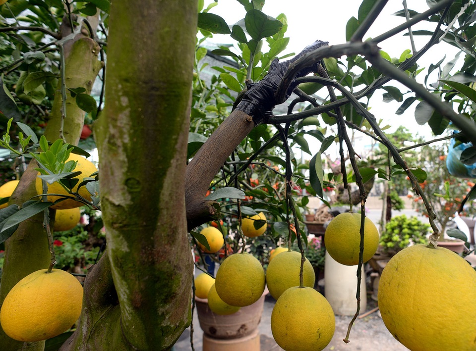 Một cây bưởi đang được cắt ghép để cho ra nhiều cành giúp cây ra nhiều trái hơn.