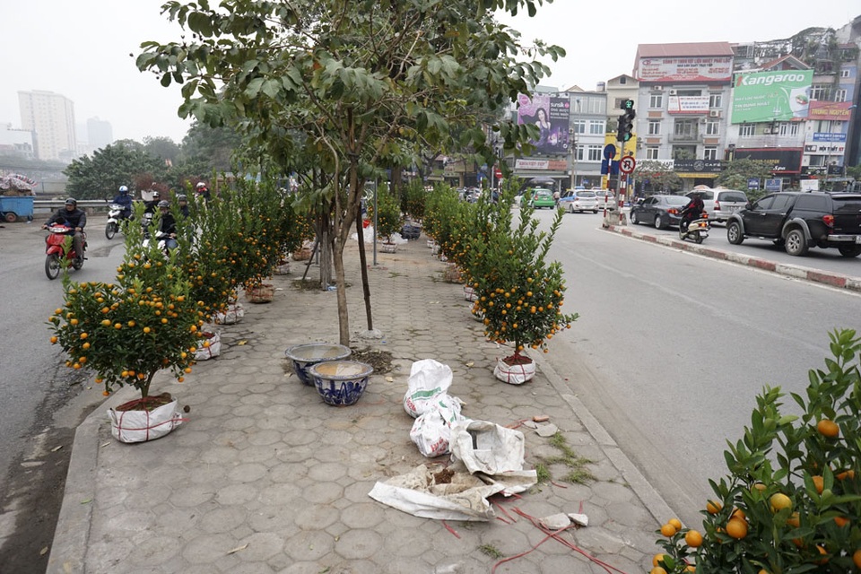 Ở một vị trí khác cũng trên đường Láng, giải phân cách trở thành nơi trưng bày các loại quất cảnh.