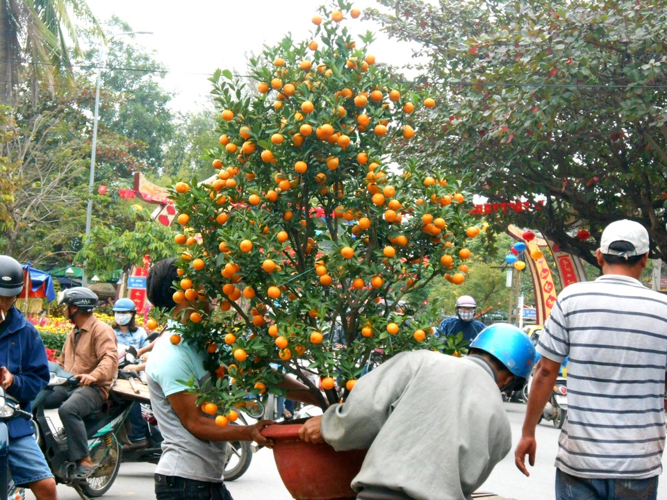 Tất bật mưu sinh với “nghề thời vụ” cuối năm - 7 Mỗi chuyến vận chuyển sẽ có giá thuê khác nhau, còn tùy vào quãng đường và độ lớn, vướng víu của cây cảnh