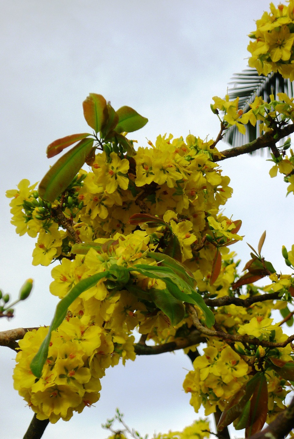 Trầm trồ trước “lão mai” gần 100 tuổi… cuồn cuộn nở hoa từ thân - 8