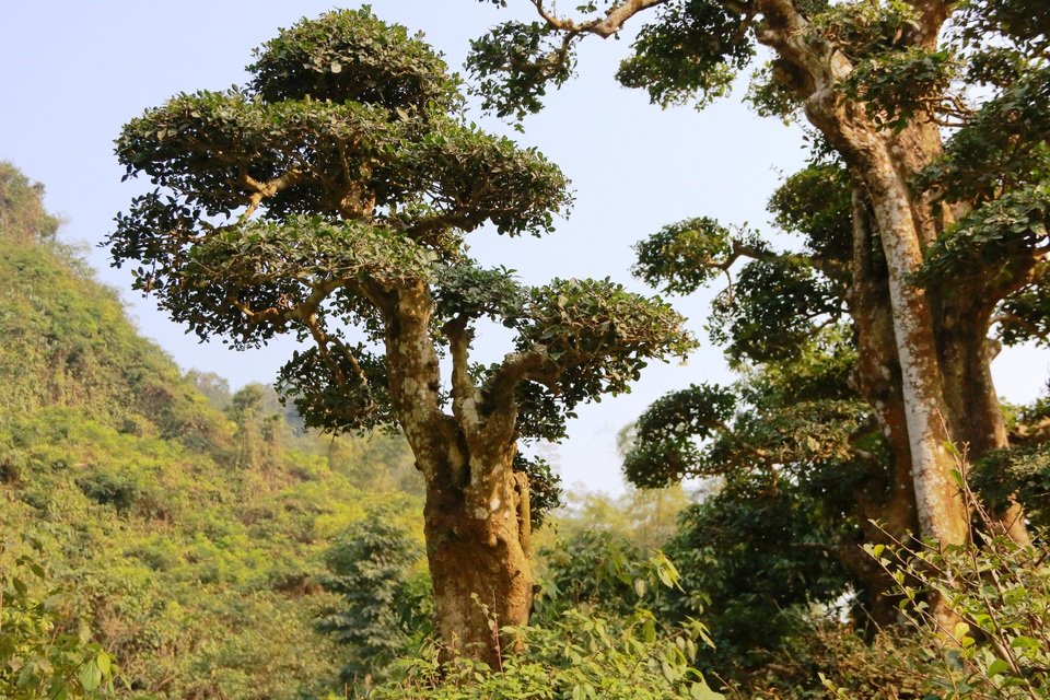 Độc lạ cây duối nghìn năm có dáng “bàn tay phật” ở Ninh Bình - 7 Cây duối có hoa từ tháng 1 đến tháng 3 hàng năm, quả vàng to bằng hạt ngô. Thông thường, các cây duối thường được trồng ở các đình, đền chùa để lấy bóng mát, trồng trong vườn làm cảnh. Cây duối này lại mọc giữa núi rừng Thung Nham và tồn tại hơn 1.000 năm qua nên rất đặc biệt.
