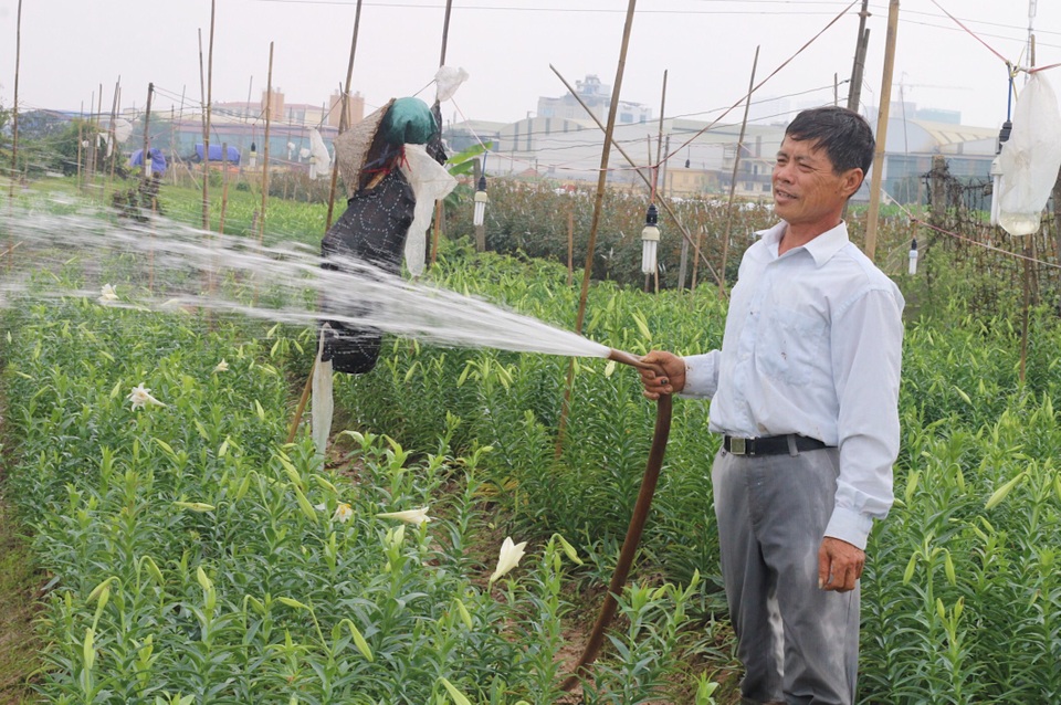 Hoa loa kèn Tây Tựu vào mùa thu hoạch - 6 Hai ngày gần đây thời tiết bắt đầu nắng nóng nên ông Tường (làng Đăm, Tây Tựu) phải tưới nước đều đặn để giữ cho hoa được tươi tắn, cứng cáp.