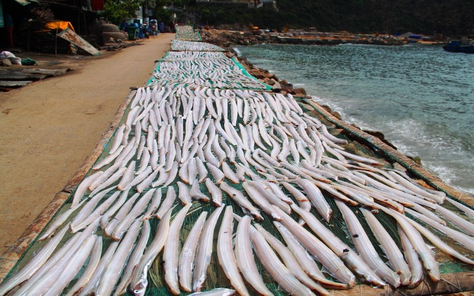 Dọc biển xã Nhơn Lý phơi kín các loại cá biển