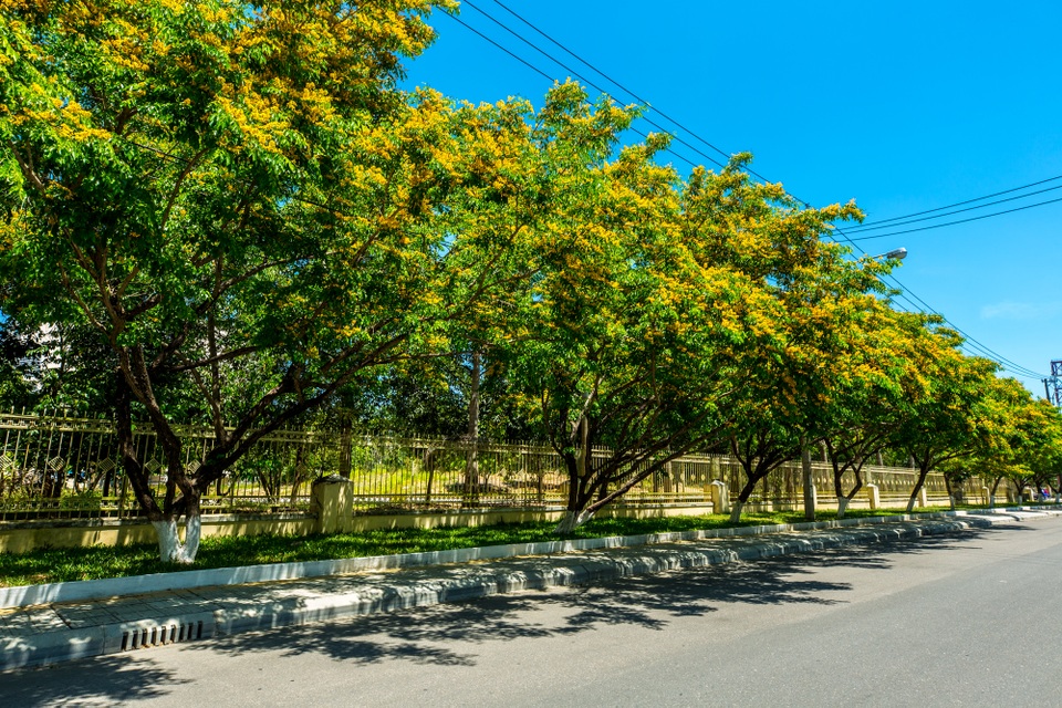 Hoa sưa nở rợp trời ở Tam Kỳ - 5 Một hàng sưa nở trông rất đẹp trên phố ở Tam Kỳ
