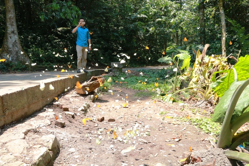 Đến Cúc Phương ngắm “rừng bươm bướm” - 10 Một du khách ghi lại hình ảnh về đàn bướm đang khoe sắc bên đường vào rừng.