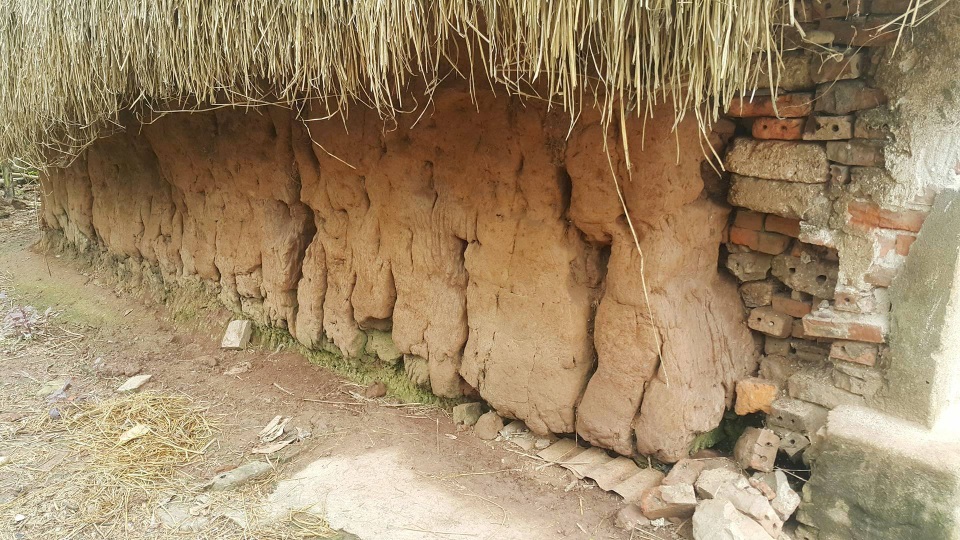 Độc đáo những ngôi nhà mái cói còn lại hiếm hoi ở Ninh Bình - 6 Nhiều hộ gia đình ở Kim Sơn hiện vẫn còn dùng nhà mái cói vách đắp đất kiểu nhà tranh vách đất. Đất đắp vách là loại đất sét có độ bền cao nên có thể sử dụng nhiều năm mà không bị hư hại. Đắp vách đất hiện giờ rất ít hộ dùng cho nhà lớn mà chủ yếu là các bức tường của công trình phụ như bếp hay nơi chăn nuôi gia súc gia cầm