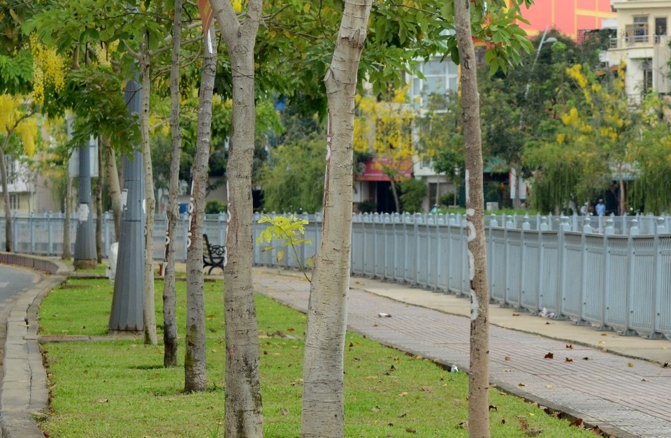 “Khi thấy Muồng Hoàng Yến, là biết đã giữa năm” - 7 Muồng Hoàng Yến thuộc cây gỗ, cao tới 10–20 mét, lớn nhanh. Gỗ có giác lõi phân biệt, cứng, nặng có thể dùng trong xây dựng nhà cửa, đóng đồ gia dụng, nông cụ. Lõi giàu tanin.