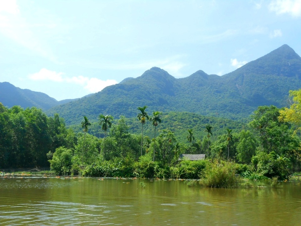 Những mái nhà ẩn hiển sau hàng cau xanh biếc