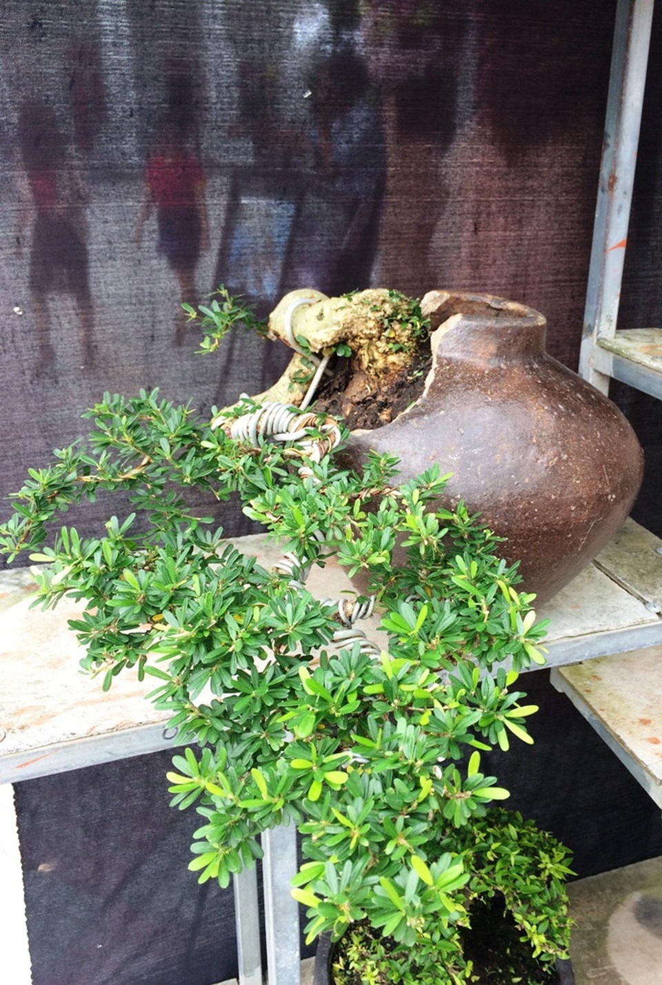 Ngắm những cây kiểng có dáng độc, lạ nhất nhì miền Tây - 11 Ngắm những cây kiểng có dáng độc, lạ nhất nhì miền Tây - 11