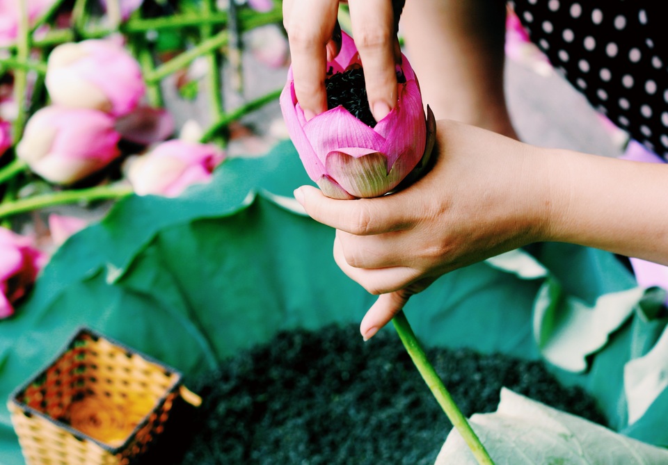 Kiếm tiền triệu mỗi ngày nhờ trồng sen Hồ Tây - 6
Một trong những công dụng của sen Hồ Tây là sử dụng để ướp trà. Buổi sáng khi sương còn đọng trên những bông sen và lá. Đây cũng là thời điểm thích hợp cho việc ướp trà.