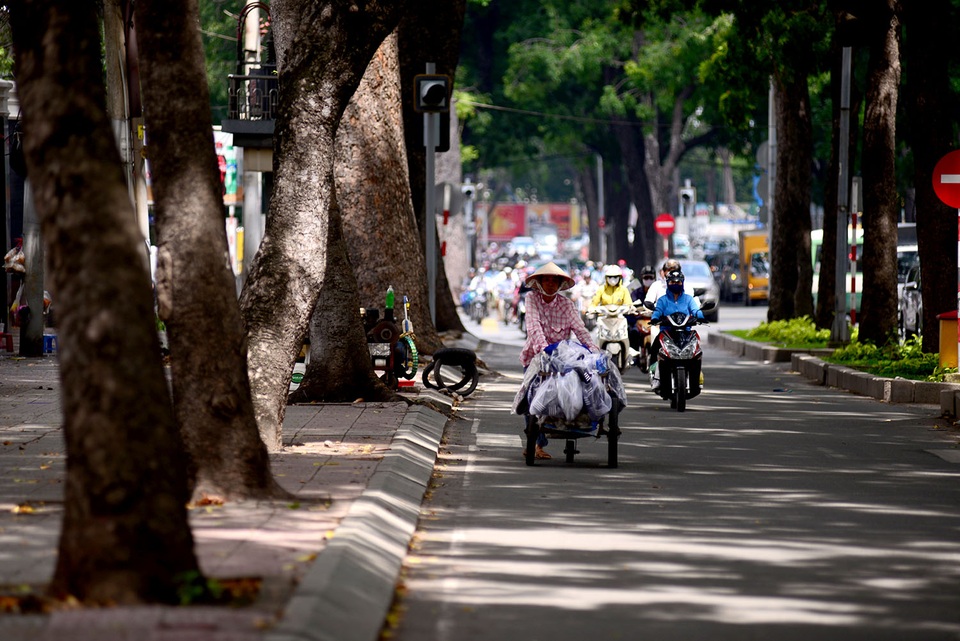 Ngắm hàng cây cổ thụ trăm tuổi sắp bị đốn hạ ở Sài Gòn - 7 Hàng cây còn gắn bó với cuộc mưu sinh của những người lao động nghèo. Tôi chạy xe ôm đã 4 năm trên đường này, nghe tin hàng cây sắp bị chặt tôi cũng buồn lắm, vì những lúc trưa nắng không biết sẽ phải ngồi ở đâu chờ khách. Ông Phạm Văn Tú tâm sự.
