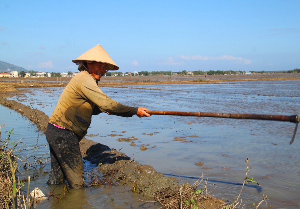 Nông dân Bình Định gượng dậy sau sự cố vỡ đê - 7 Bà Hoa lo lắng vì đám ruộng nước chưa rút hết nên bà chưa dám ngâm giống