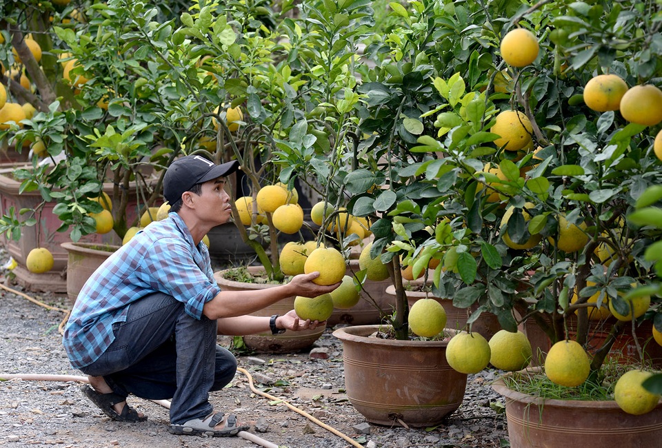 Anh Xuân Huy (38 tuổi) đi làm ngang qua dừng lại để ngắm những cây bưởi Diễn. Anh Huy cho biết: “Trước giờ toàn thấy bưởi này qua mạng, đây là lần đầu tiên tôi được thấy tận mắt trái bưởi vàng hươm thế này”.