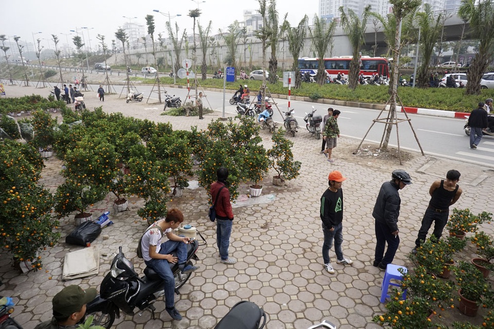 Tại một vài điểm có vỉa hè rộng trên đường Bưởi, là khu bán quất cảnh.