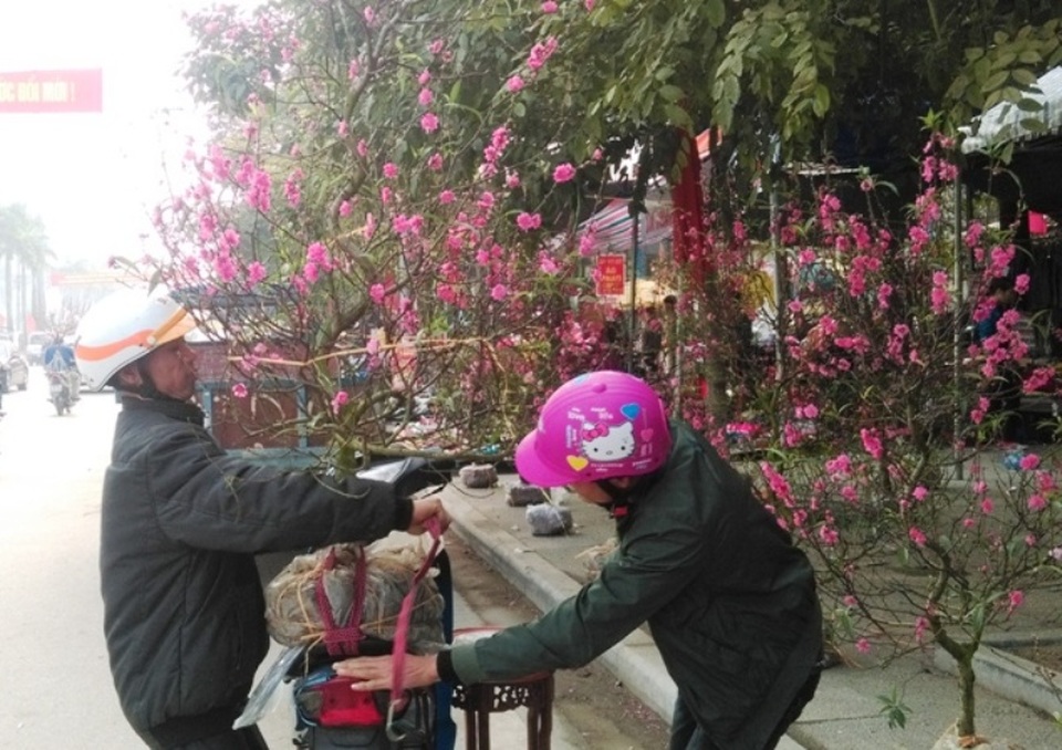 Đào, mai ế ẩm… quất “lên ngôi” ngày cận Tết - 7 Sức mua đào yếu hơn so với các loại hoa, cây cảnh khác.