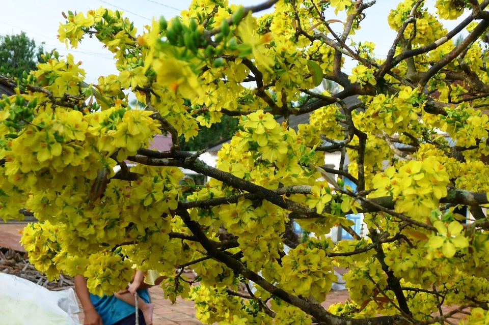 Trầm trồ trước “lão mai” gần 100 tuổi… cuồn cuộn nở hoa từ thân - 6