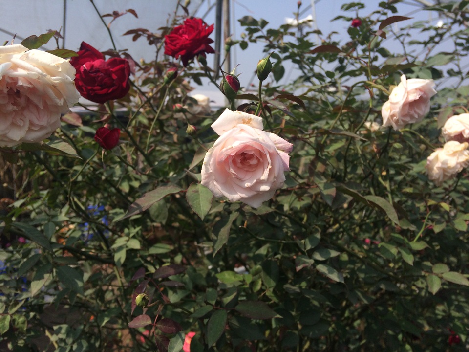 Độc đáo thú chơi hoa hồng cổ có giá hàng chục triệu đồng - 2 Hai gốc hoa hồng cổ 2 màu trồng chung