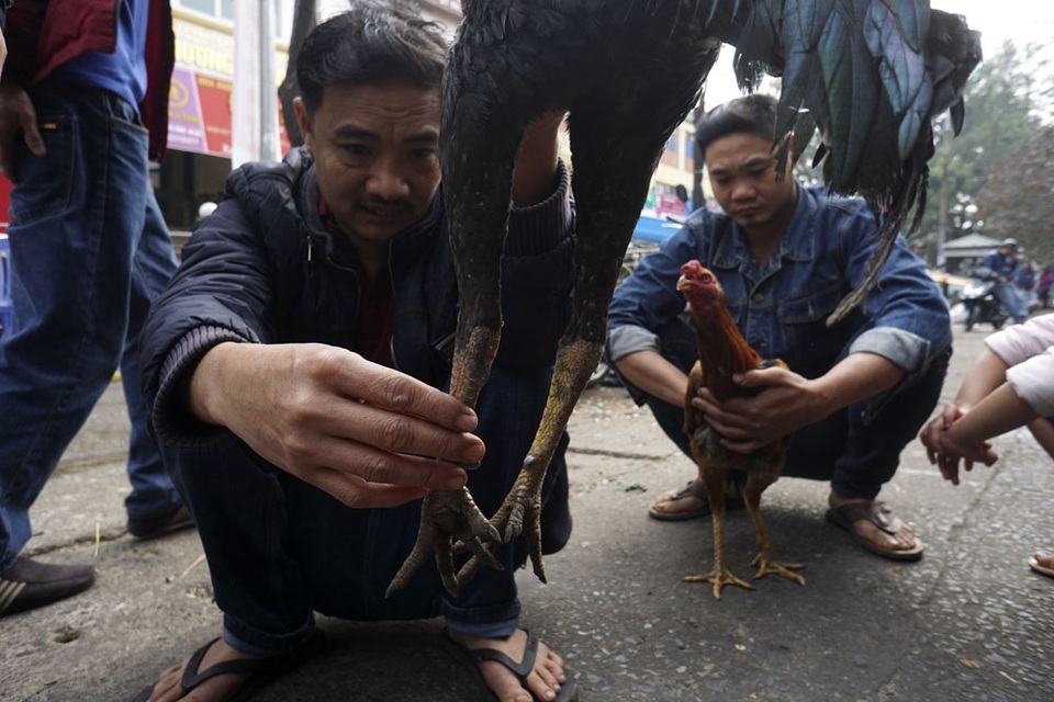 Sống chậm ở phiên chợ gà chọi Hà Nội ngày 30 Tết - 11 Một khách đang xem chân trước khi trả giá. Gà hay thì phải có quản (cẳng chân) tròn, vẩy mỏng, không quá dài và phải thanh thoát. Mỗi con gà lại hấp dẫn với từng chủ nuôi, bởi mỗi người có kinh nghiệm riêng, nhiều người thích hình dáng vừa phải, không quá hùng dũng nhưng có nội lực thâm hậu, đó là dạng gà chọi ẩn tướng, dễ đánh lạc hướng đối thủ.