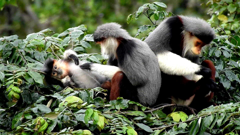 Lên núi Sơn Trà, ngắm loài linh trưởng quý hiếm có nguy cơ tuyệt chủng - 7