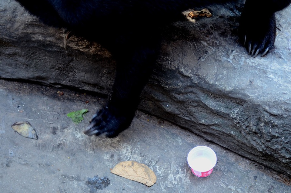 Đến Thảo Cầm Viên để… chọc phá thú (?!) - 6
Có cả hũ kem.