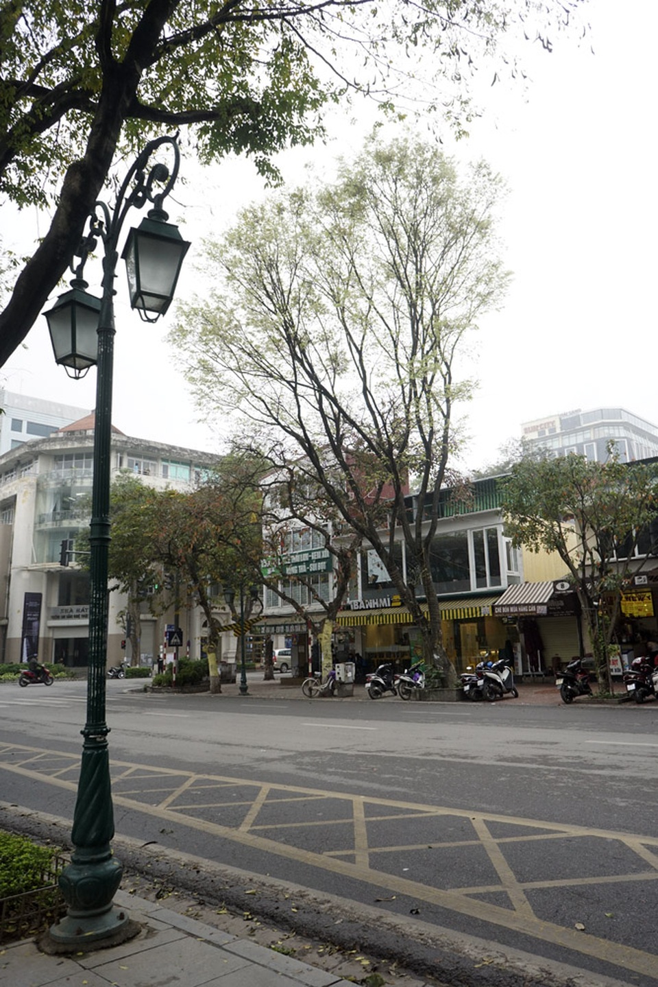 Hà Nội vào mùa hoa sưa trắng - 8 Một cây sưa đơn lẻ trên phố Phan Chu Trinh.