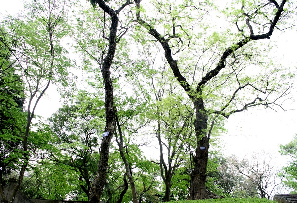 Vườn sưa đỏ bạc tỷ trên núi “triệu đô” ở Hà Nội - 5 Cây sưa đỏ - còn gọi là trắc thối, huỳnh đàn, huê mộc vàng, thuộc nhóm 1A nghiêm cấm khai thác, sử dụng vì mục đích thương mại. Đây là loại gỗ cực kỳ quý hiếm, hiện nay cây mọc hoang trên rừng rất ít, hầu như đã bị khai thác hết. Hiện chỉ còn số ít được bảo tồn và lưu giữ trong các công viên, nhà chùa…