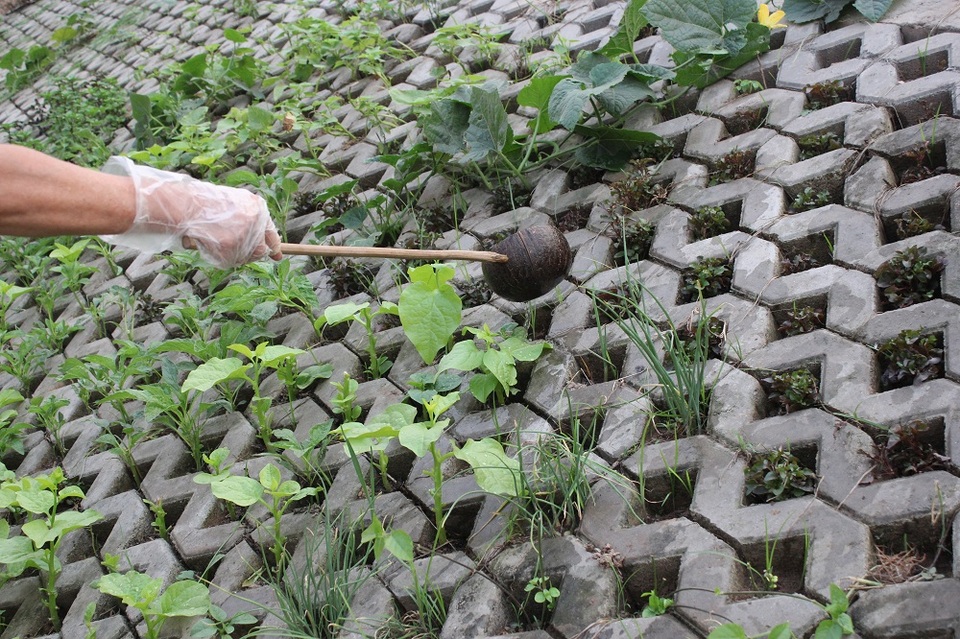 Vườn rau xanh độc đáo trong... hốc bê tông ngay giữa Hà Nội - 2 Các ngọn rau vươn lên tươi tốt trong các hốc bê tông