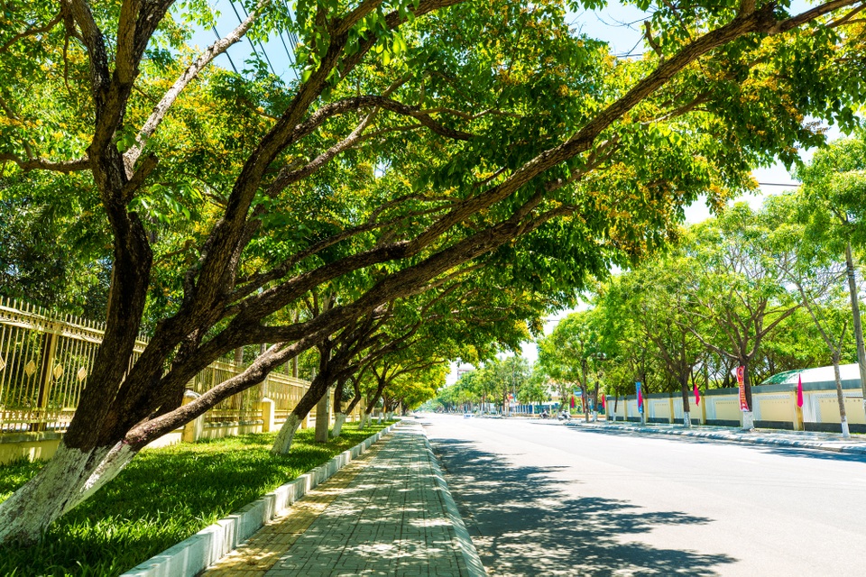 Hoa sưa nở rợp trời ở Tam Kỳ - 4 Hoa sưa nở và che mát cả con đường
