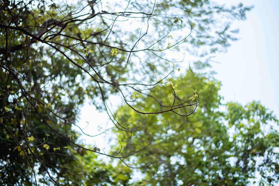 Khi những chiếc lá vàng rụng xuống cũng là lúc những chồi non mọc lên xanh mơn mởn.