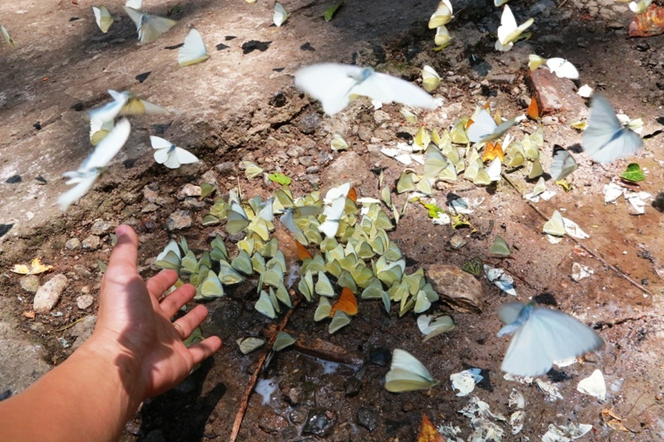 Đến Cúc Phương ngắm “rừng bươm bướm” - 7 Có chỗ bướm đậu dày đặc có thể đưa tay ra bắt từng nắm bướm.