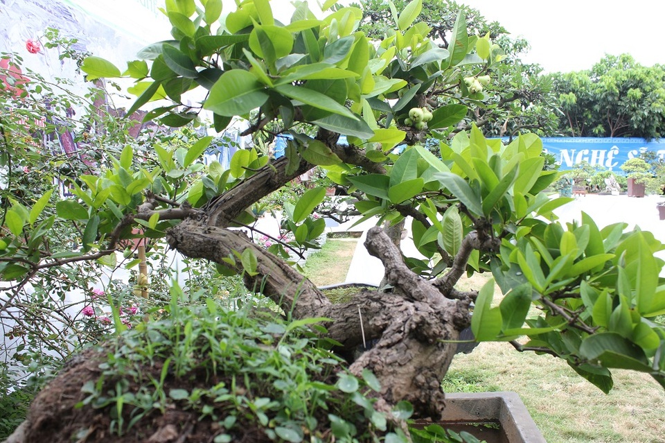 Mê mẩn những kiệt tác bonsai "độc nhất vô nhị" ở Hà Nội - 11 Chủ nhân của siêu cây này cho biết, cây được định giá khoảng 100 triệu đồng.