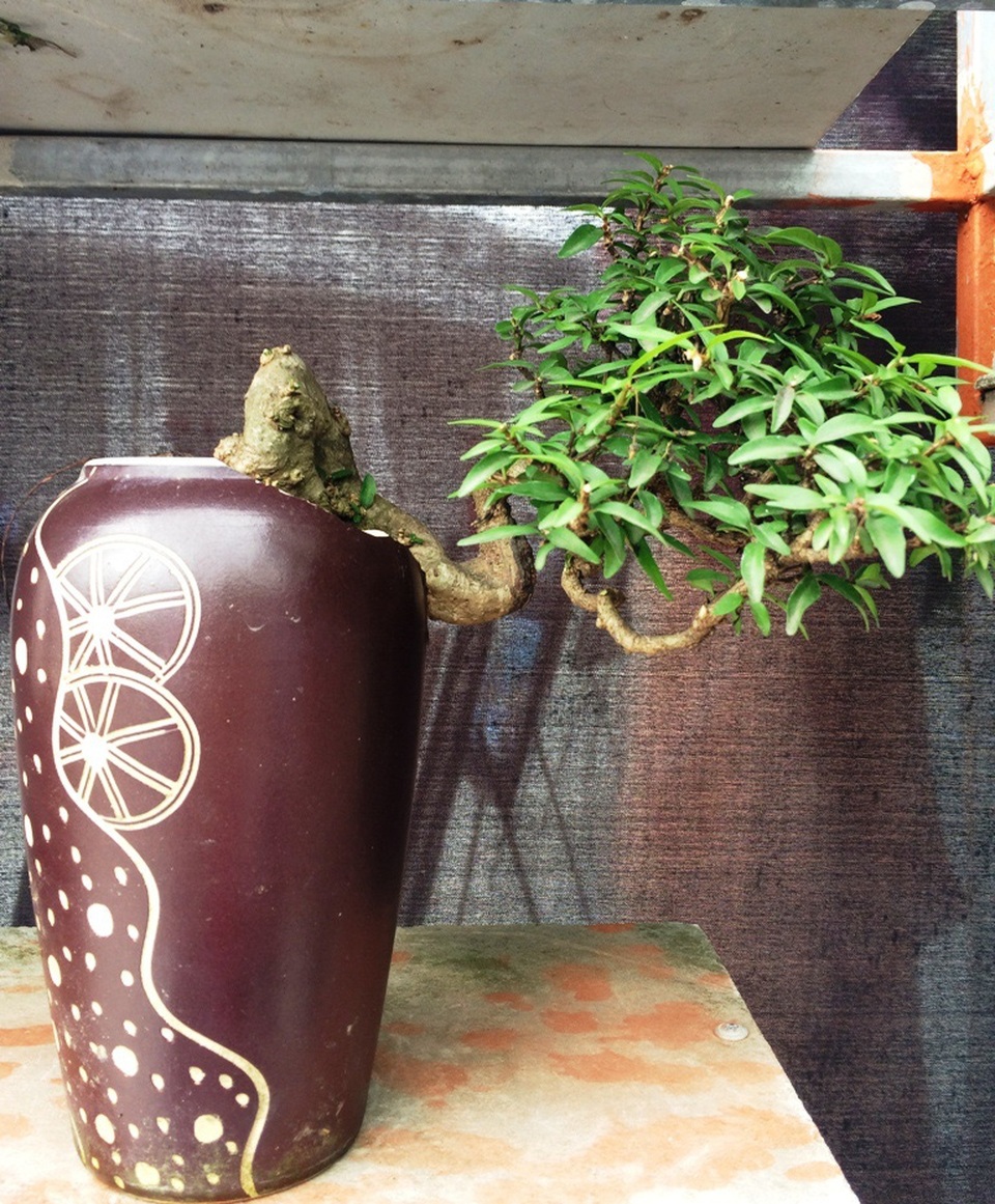 Ngắm những cây kiểng có dáng độc, lạ nhất nhì miền Tây - 10 Ngắm những cây kiểng có dáng độc, lạ nhất nhì miền Tây - 10