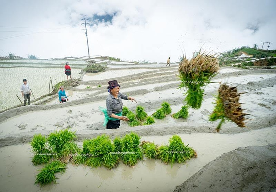Vẻ đẹp ruộng bậc thang Lào Cai mùa nước đổ - 7