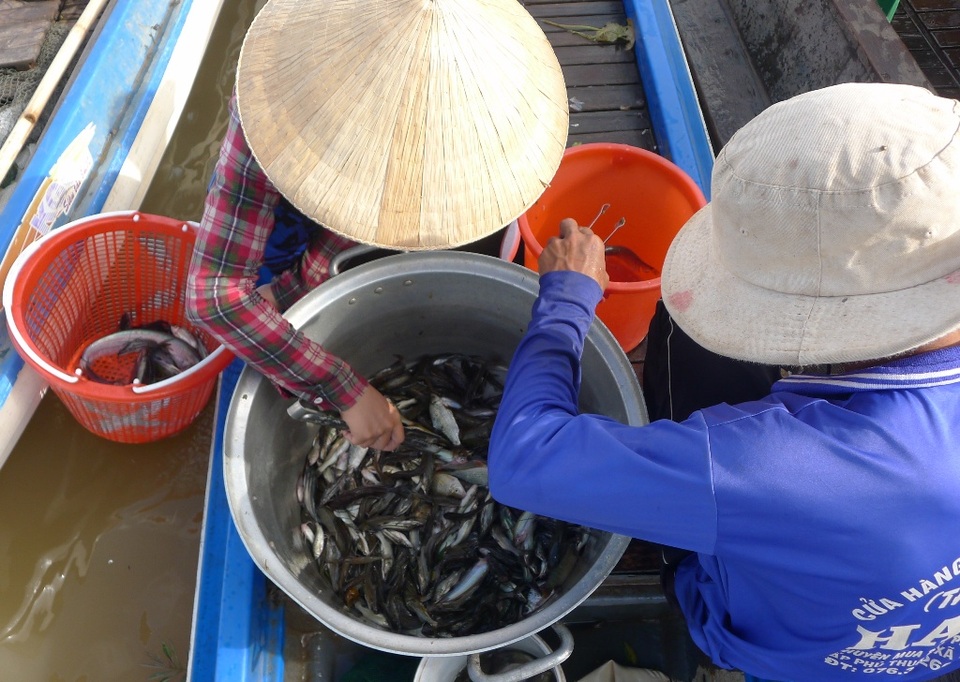 Chộn rộn chợ cá đồng... mùa nước nổi - 6 Chộn rộn chợ cá đồng... mùa nước nổi - 6