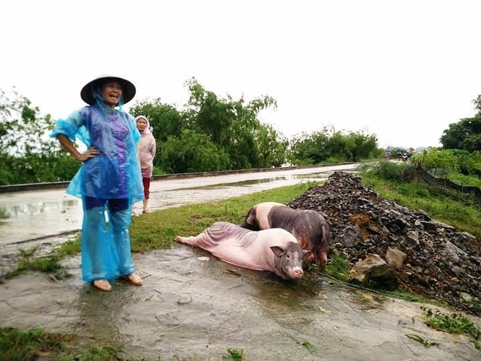 Ninh Bình phát lệnh hộ đê toàn tuyến, sẵn sàng di dân khẩn cấp - 8
Người dân di dời đồ đạc, vật nuôi lên đê tránh lũ.