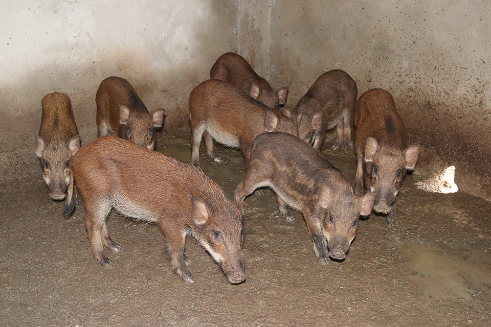 Mê mẩn đàn lợn rừng tiền tỷ ở miền biển - 13
Những con lợn con khi được lợn mẹ đưa ra khỏi ổ thì được ông Lương đưa vào nhốt tạm trong chuồng để chăm sóc. Sau khoảng 2 tháng lại tiếp tục thả chúng theo đàn.
