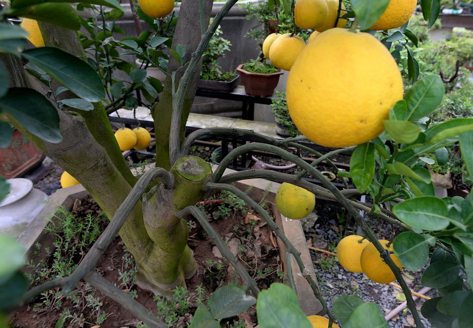 Cây bưởi Diễn còn có thể cấy ghép các loại quả có múi khác nhau.