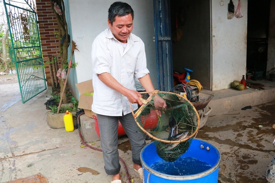 Chưa Tết, cá lóc bông “siêu sạch” đã “cháy” hàng - 8 Các lóc bông được gia đình ông Nhượng giao cho khách khi đang cồn sống. Tùy vào nhu cầu mà khách mua loại cá có trọng lượng khác nhau. Các khi mua về khách hàng có thể nuôi trong bể đến khi làm thịt ăn cho tươi ngon.